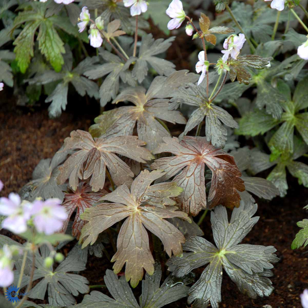 Bilde av Geranium macul. 'Espresso'-Spanne Plantesalg
