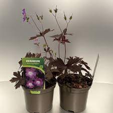 Bilde av GERANIUM STORMY NIGHT®-Spanne Plantesalg