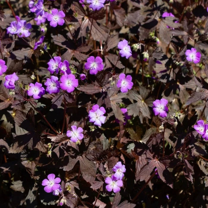 Bilde av Geranium Stormy Night®-Spanne Plantesalg
