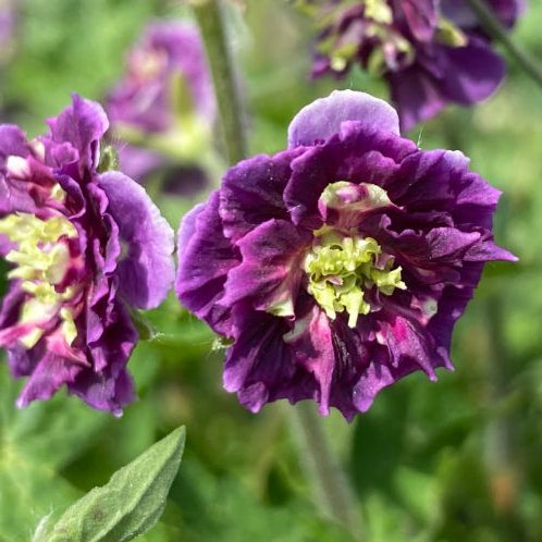 Bilde av Geranium Phaeum Joseph Green-Spanne Plantesalg