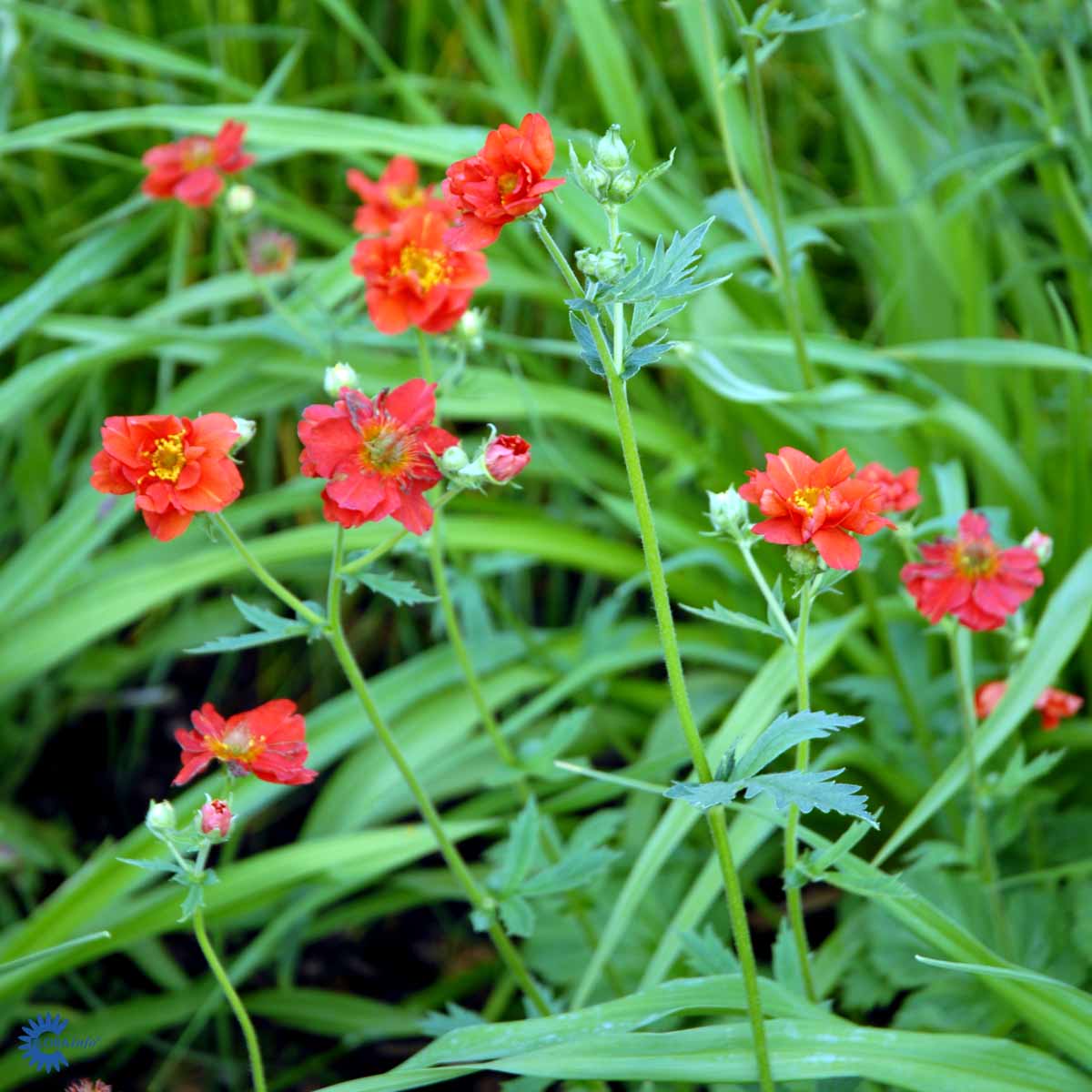 Bilde av Geum chiloense 'Mrs Bradshaw'-Spanne Plantesalg