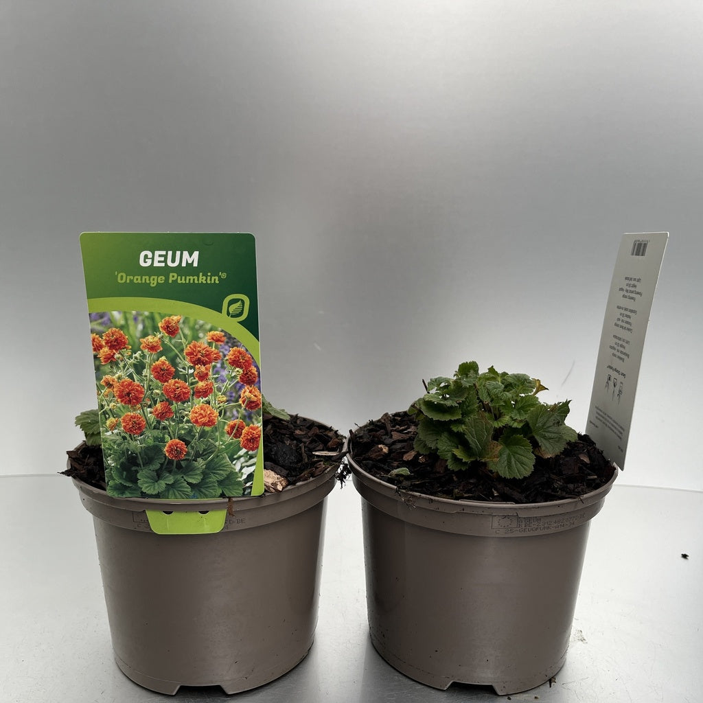 Bilde av Geum Orange Pumpkin-Spanne Plantesalg