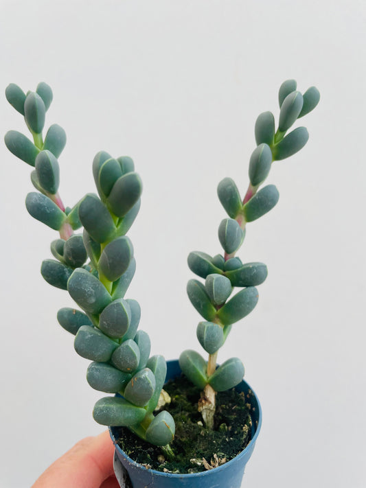 Bilde av Gibbaeum petrense-Spanne Plantesalg