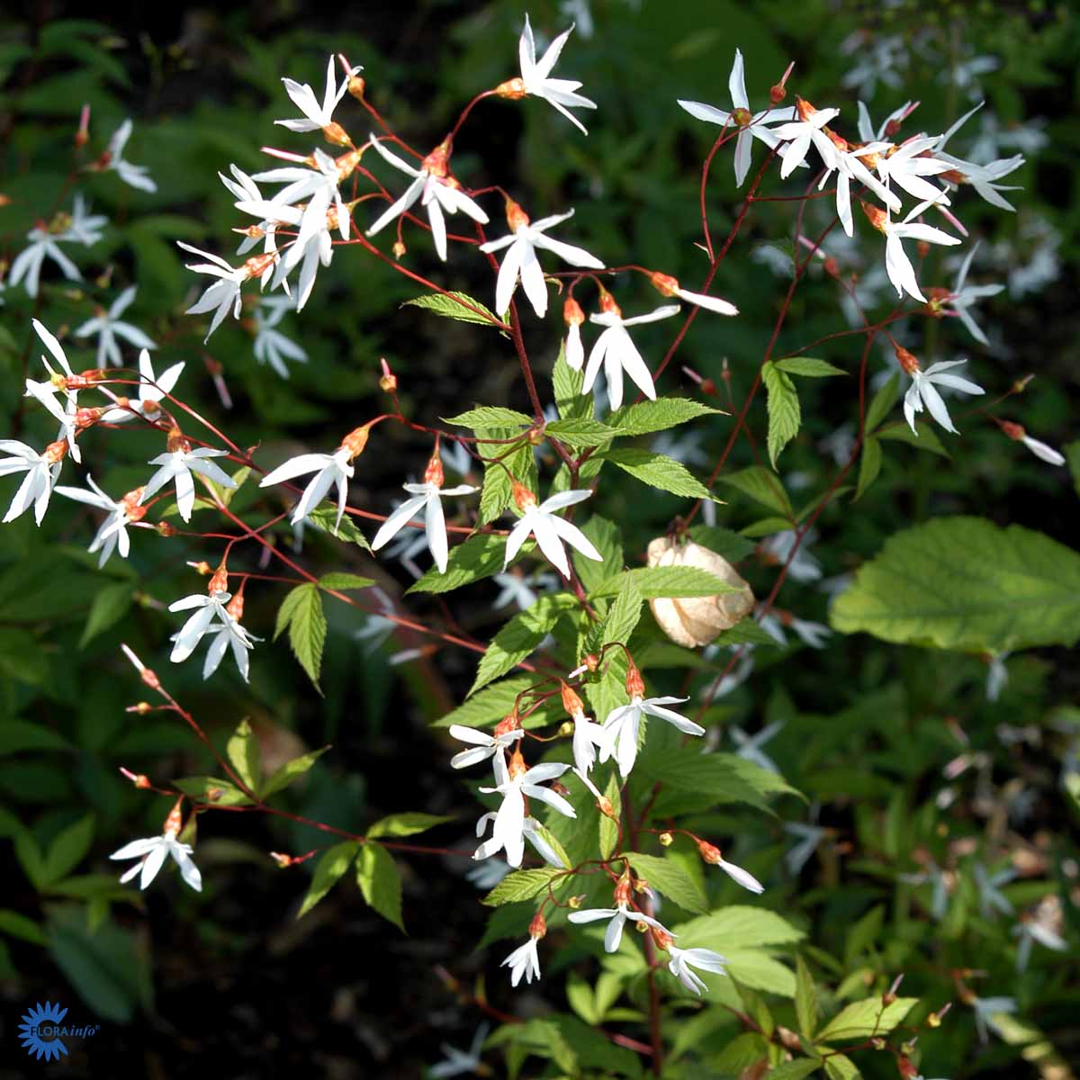 Bilde av Gillenia trifoliata-Spanne Plantesalg