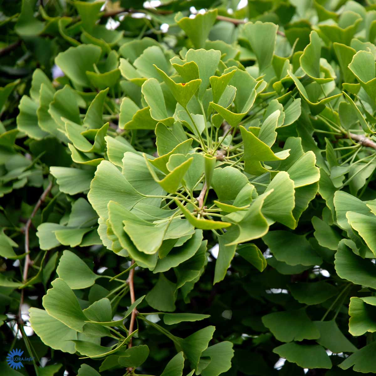 Bilde av Ginkgo biloba C3-Spanne Plantesalg