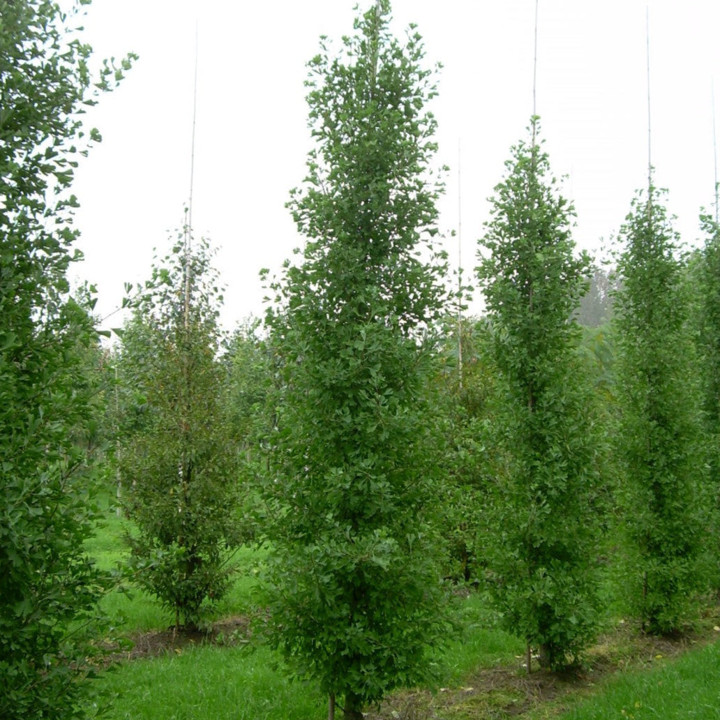 Bilde av Ginkgo biloba 'Fastigiata Blagon'-Spanne Plantesalg