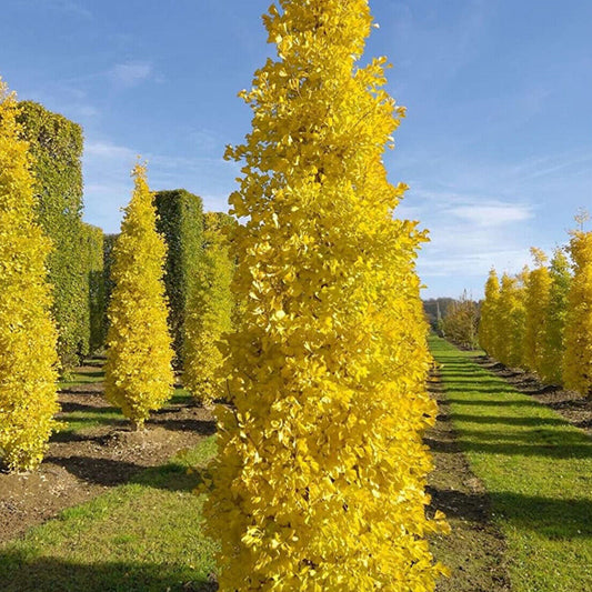 Bilde av Ginkgo biloba 'Fastigiata Blagon'-Spanne Plantesalg