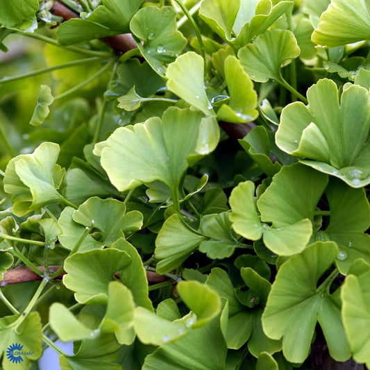 Bilde av Ginkgo biloba 'Mariken' bonsai-Spanne Plantesalg