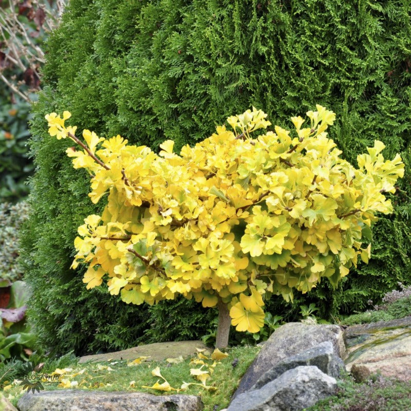 Bilde av Ginkgo biloba 'Mariken'-Spanne Plantesalg