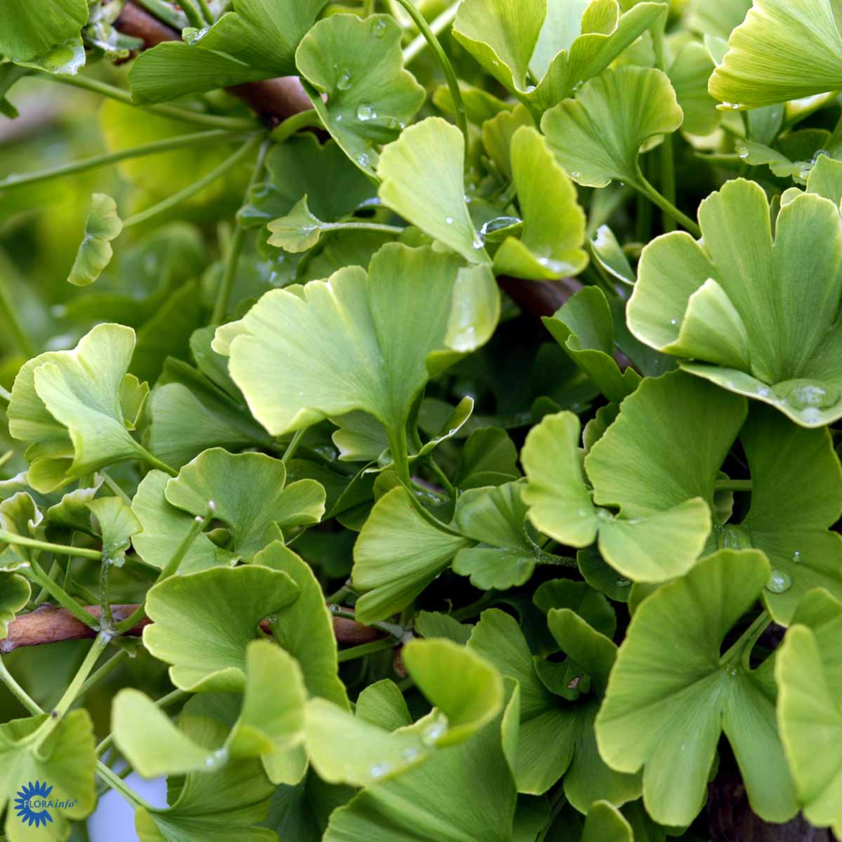 Bilde av Ginkgo biloba 'Mariken' 60cm stamme-Spanne Plantesalg