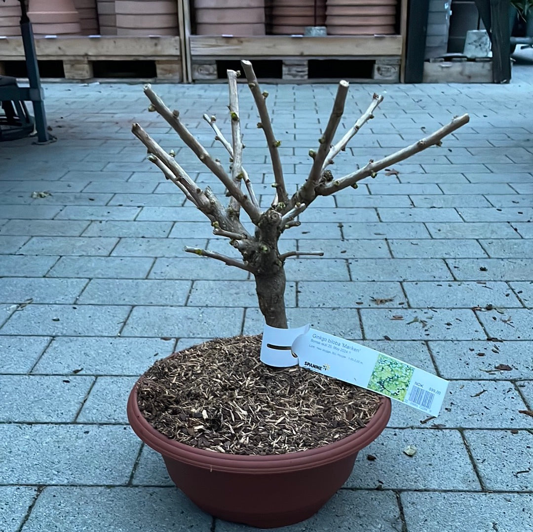 Bilde av Ginkgo biloba 'Mariken'-Spanne Plantesalg
