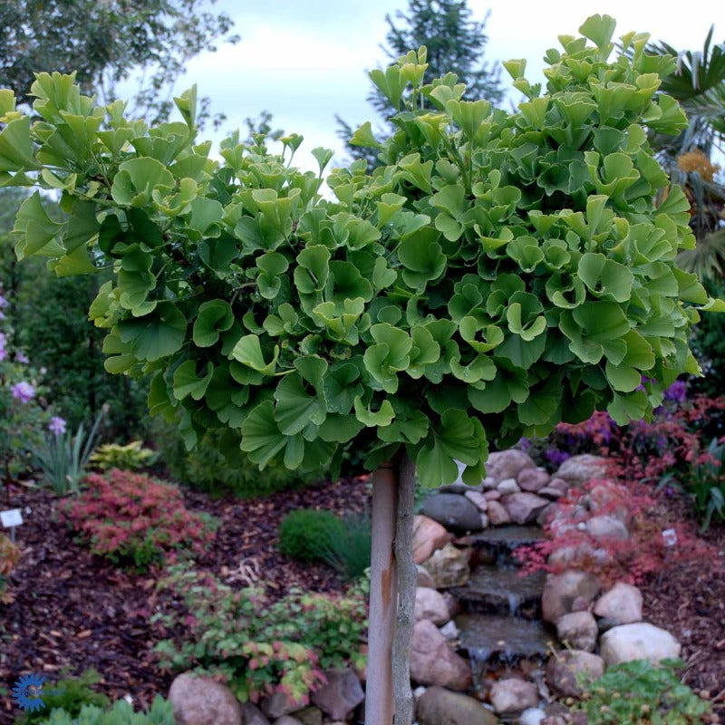 Bilde av Ginkgo biloba 'Mariken'-Spanne Plantesalg