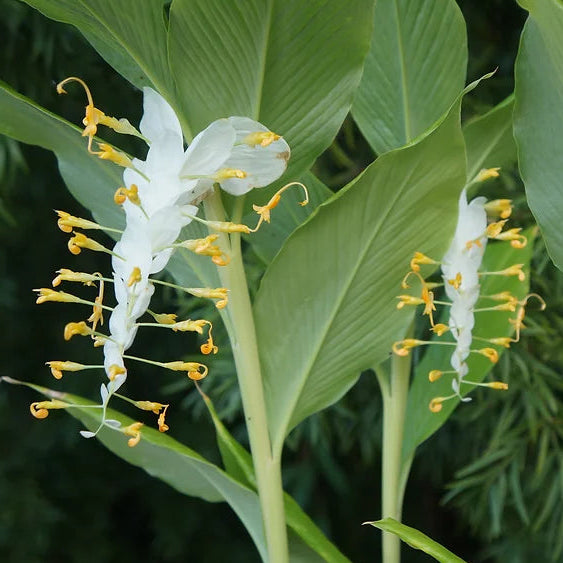 Bilde av Globba winitii 'White Dragon'-Spanne Plantesalg