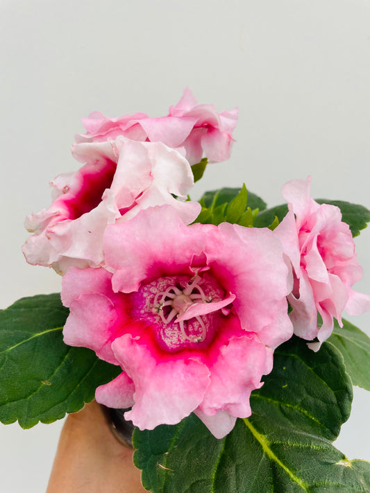 Bilde av Gloxinia-Spanne Plantesalg