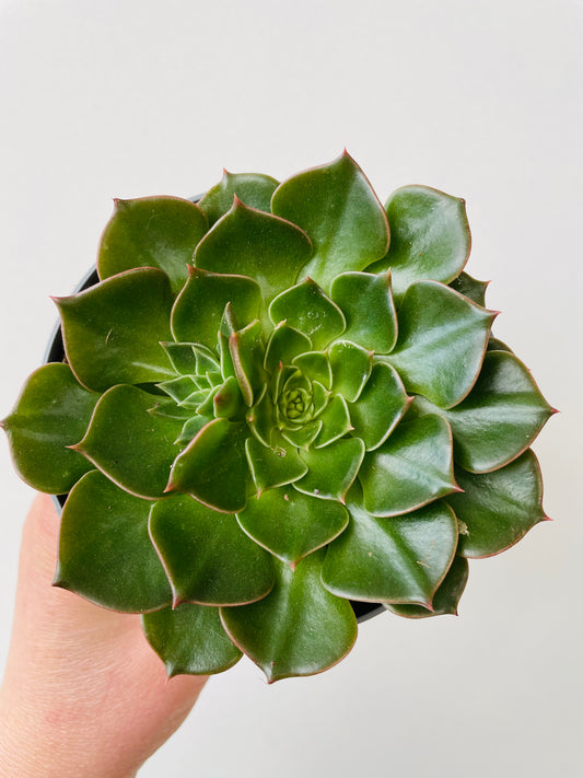 Bilde av Graptopetalum bellum-Spanne Plantesalg