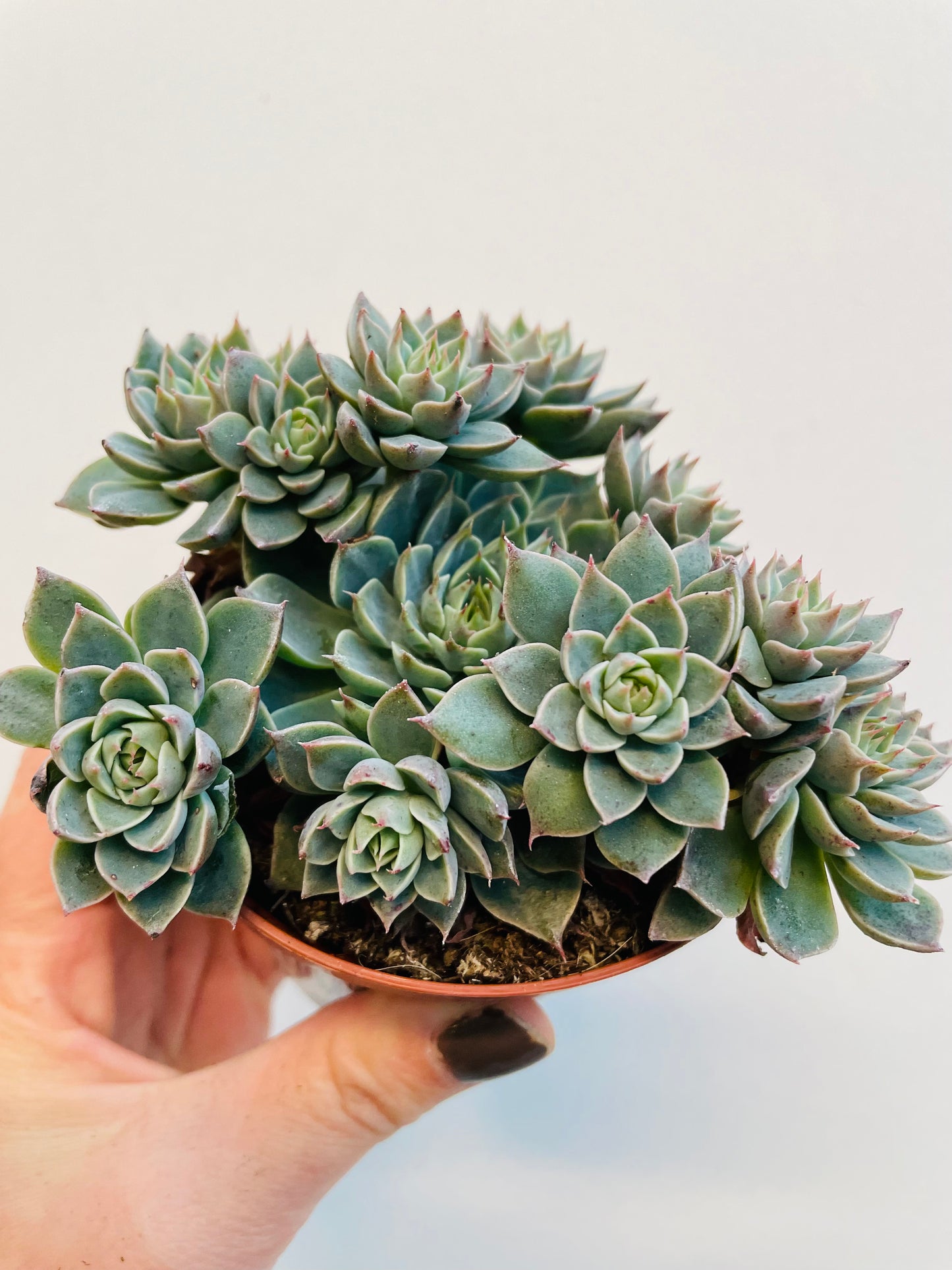 Bilde av Graptopetalum rusbyi-Spanne Plantesalg