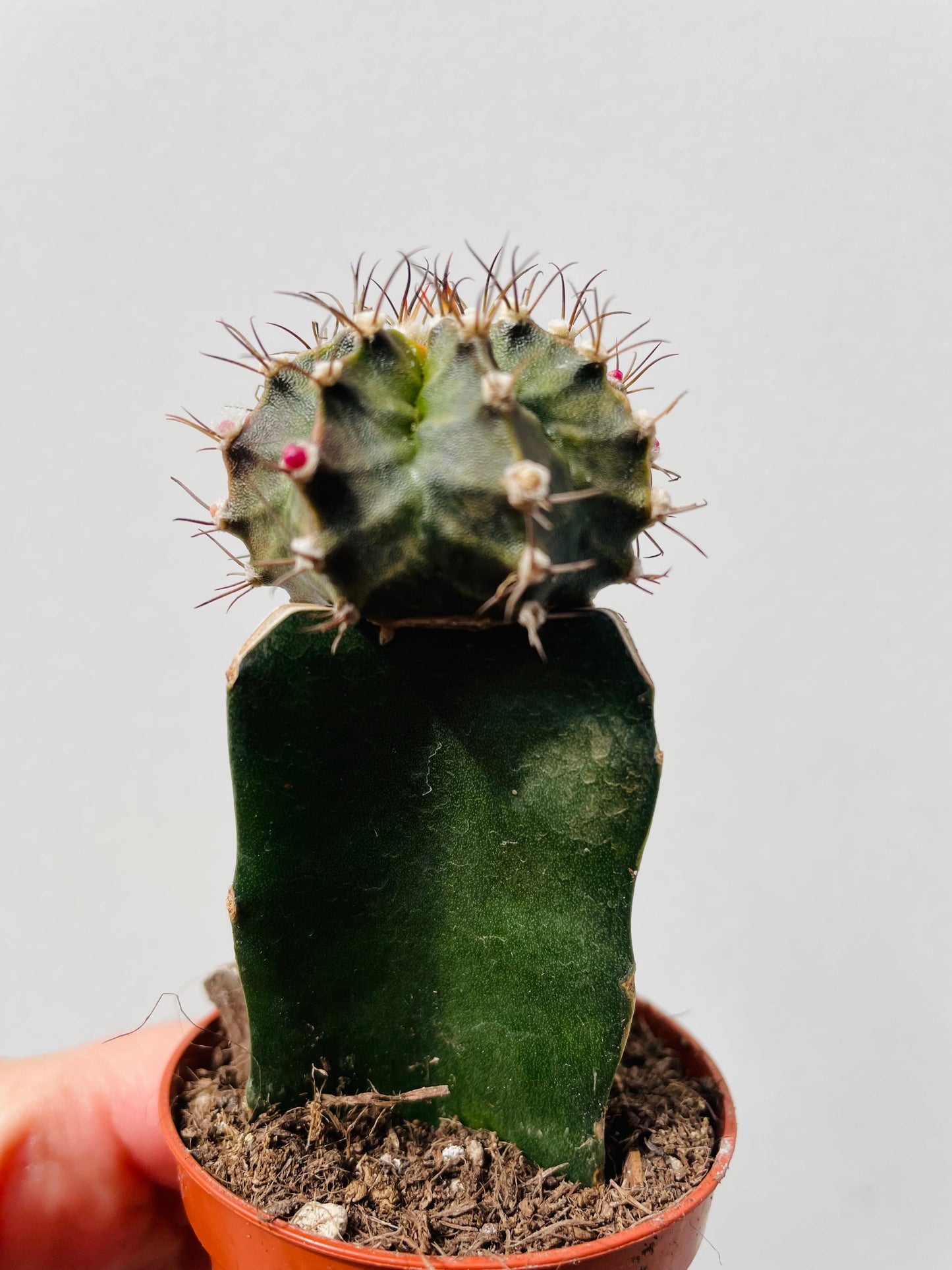 Bilde av Gymnocalycium mihanovichii ‘Moon Cactus’ 6 cm potte-Spanne Plantesalg