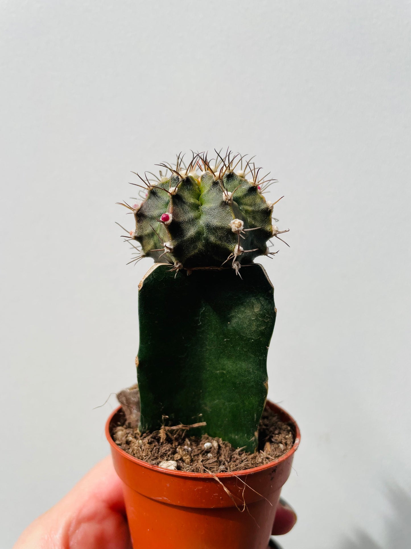 Bilde av Gymnocalycium mihanovichii ‘Moon Cactus’ 6 cm potte-Spanne Plantesalg