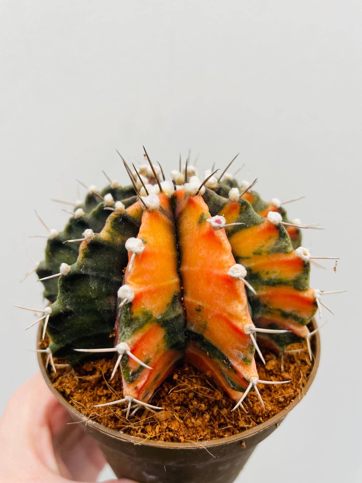 Bilde av Gymnocalycium mihanovichii variegata-Spanne Plantesalg