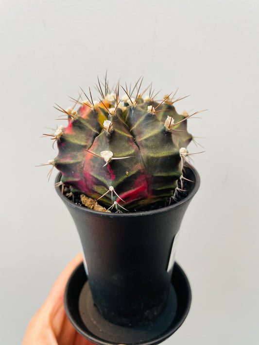 Bilde av Gymnocalycium mihanovichii variegata-Spanne Plantesalg