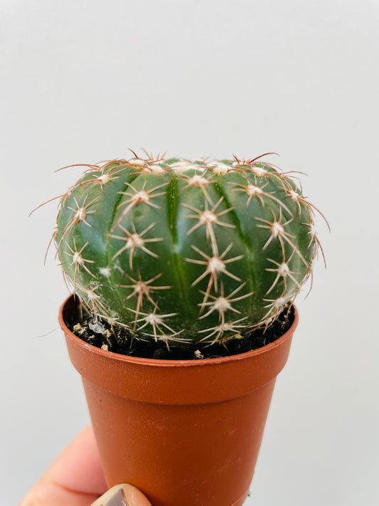 Bilde av Gymnocalycium Quelianum-Spanne Plantesalg