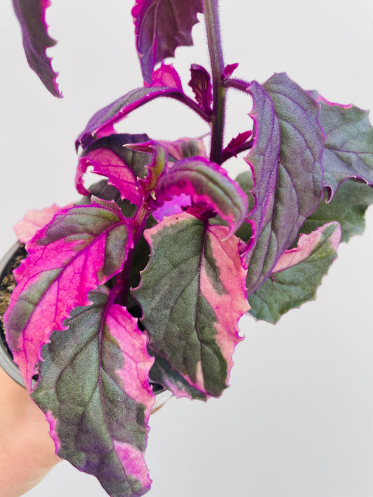 Bilde av Gynura ‘Purple Passion Variegated’-Spanne Plantesalg