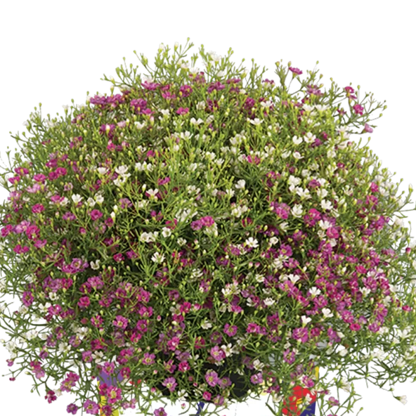 Bilde av Gypsophila muralis Mix Pris pr 2 stk-Spanne Plantesalg
