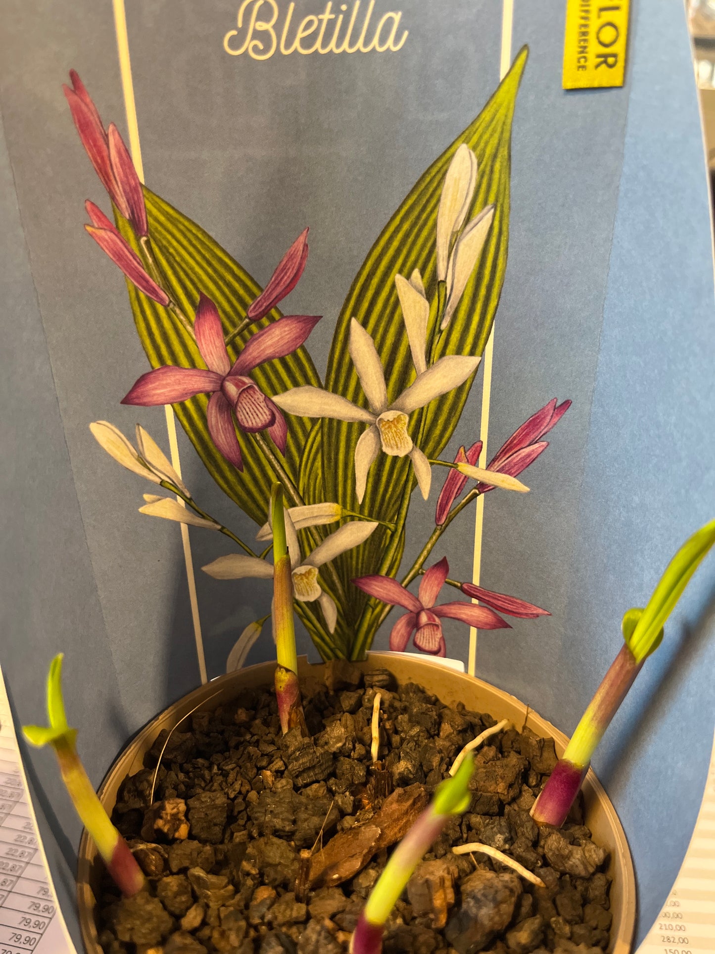 Bilde av Hageorkide / Bletilla-Spanne Plantesalg