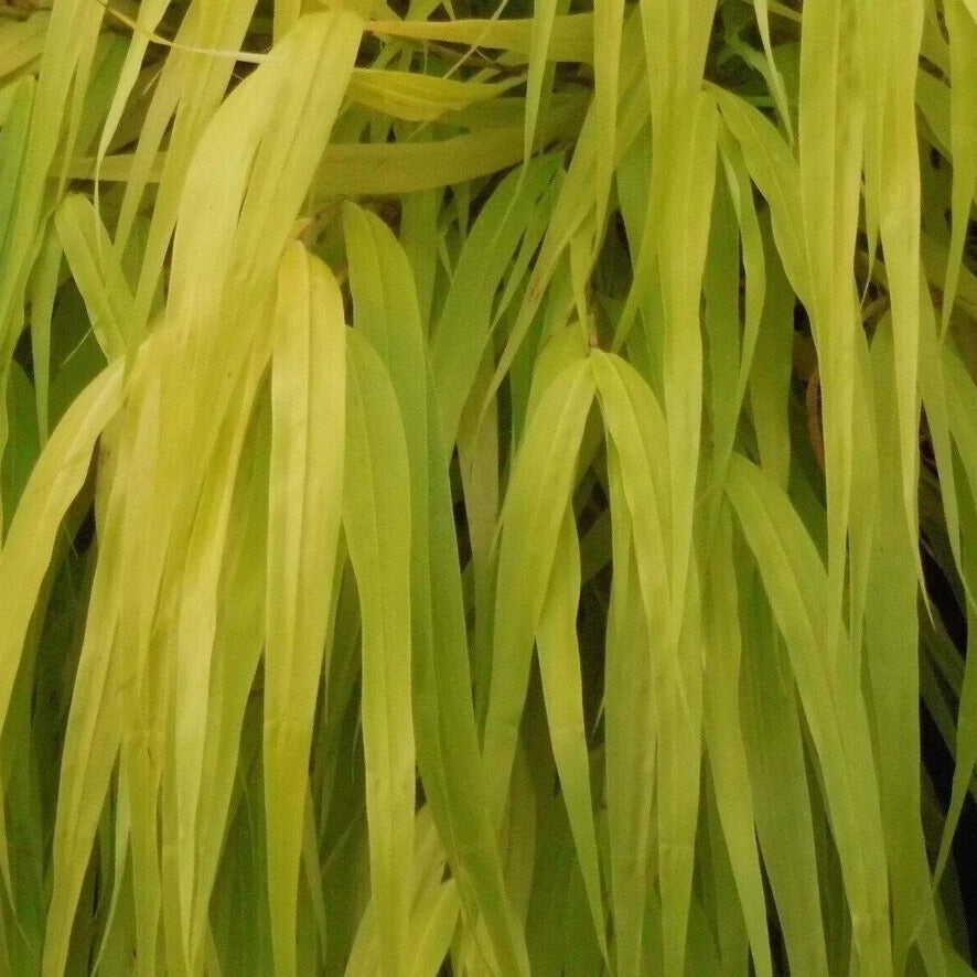 Bilde av Hakonechloa macra 'All Gold'-Spanne Plantesalg