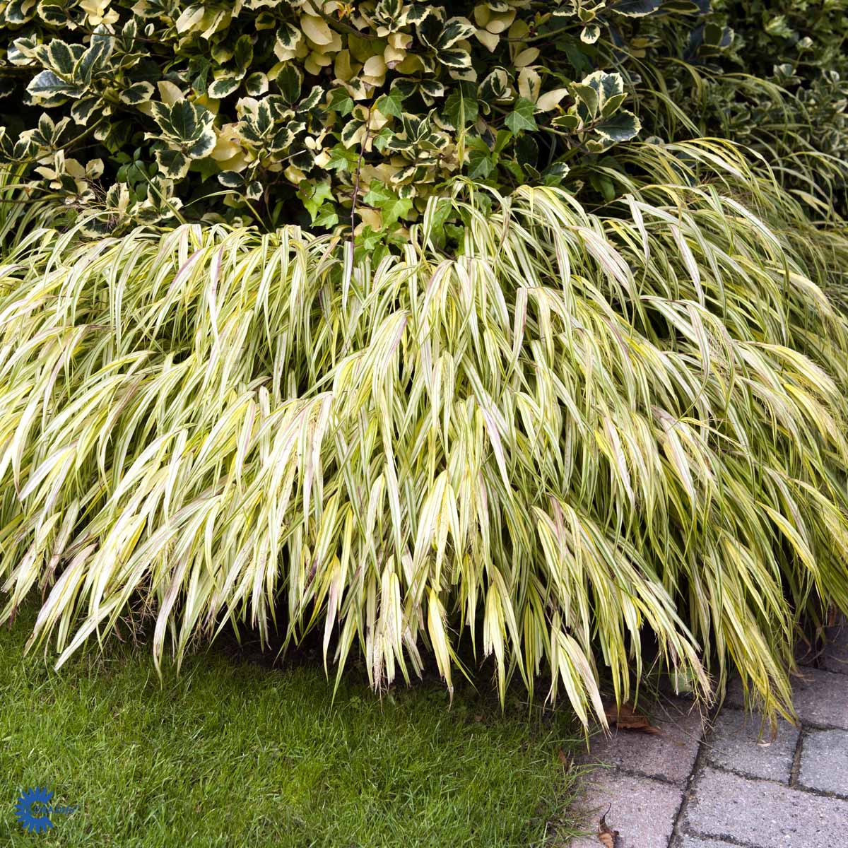 Bilde av Hakonechloa macra 'Aureola'-Spanne Plantesalg
