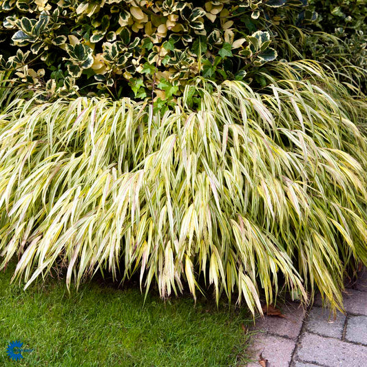 Bilde av Hakonechloa macra 'Aureola'-Spanne Plantesalg