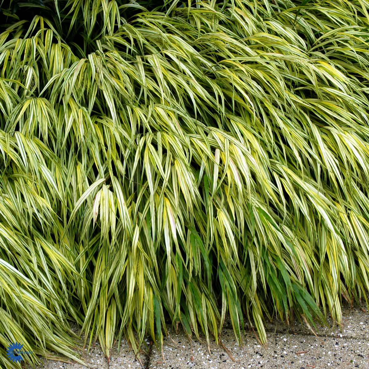 Bilde av Hakonechloa macra 'Aureola'-Spanne Plantesalg