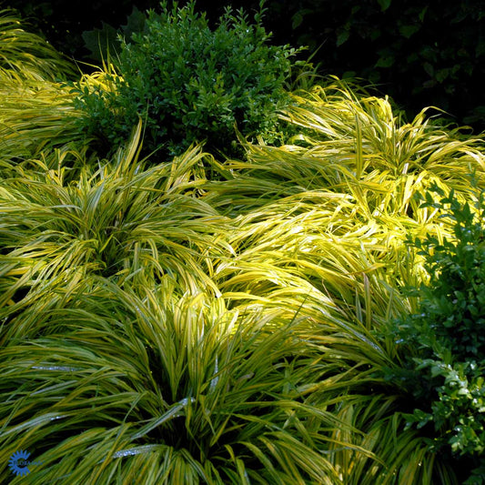 Bilde av Hakonechloa macra 'Aureola'-Spanne Plantesalg