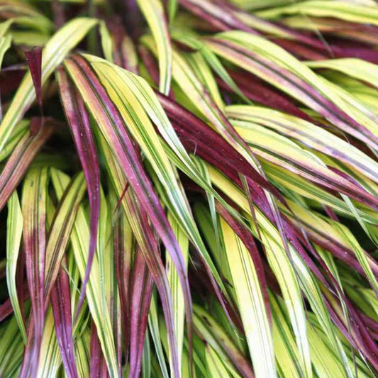 Bilde av Hakonechloa macra 'Naomi'-Spanne Plantesalg