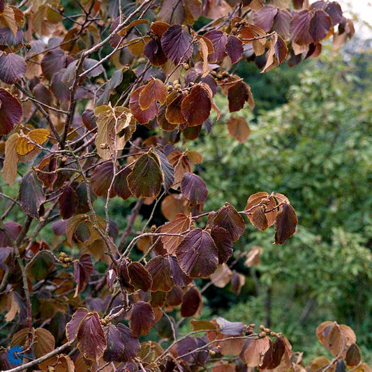Bilde av Hamamelis interm. 'Feuerzauber'-Spanne Plantesalg