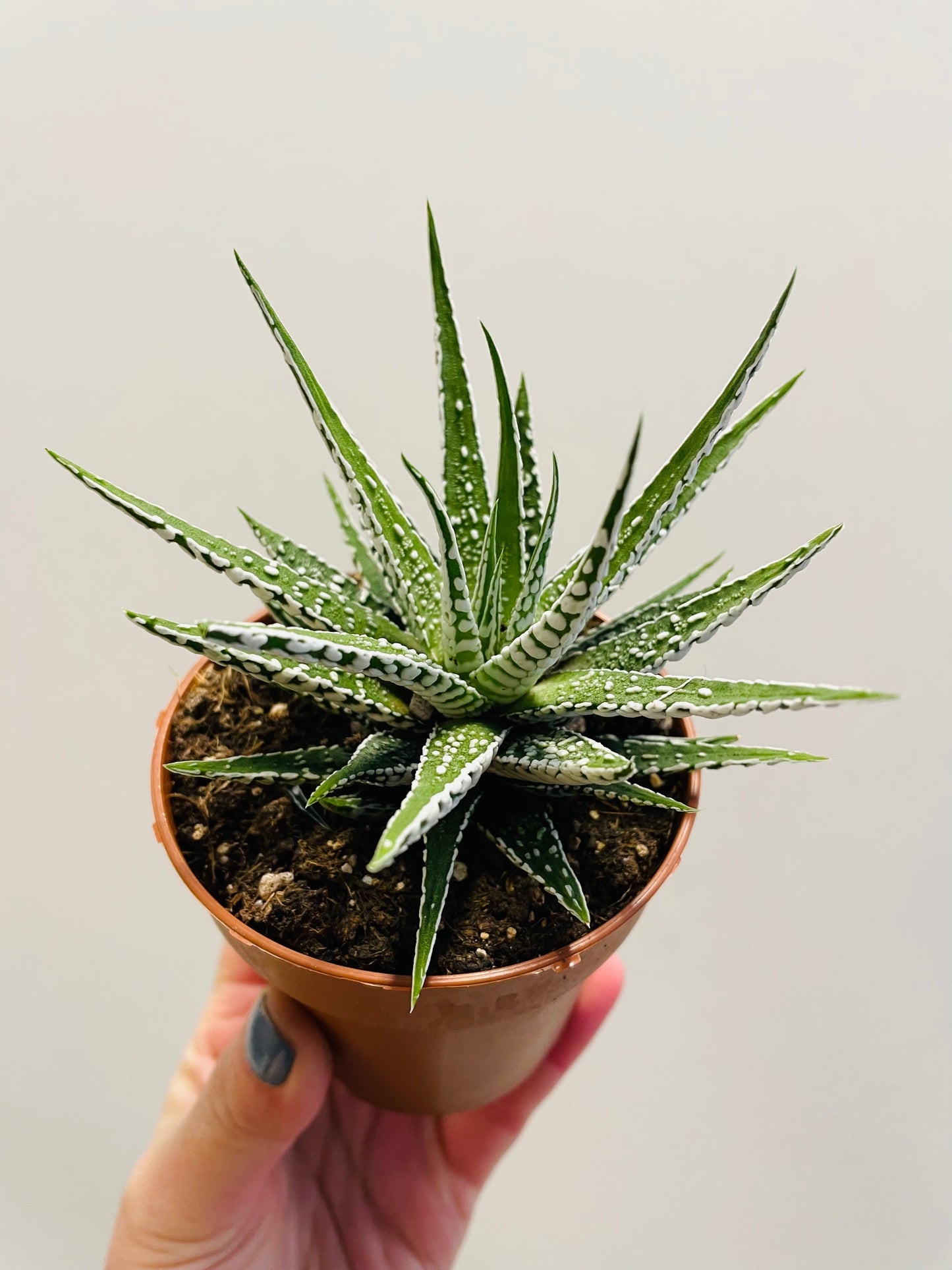 Bilde av Haworia ‘Big Ben’ 8 cm potte-Spanne Plantesalg