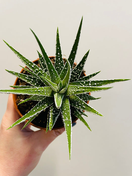 Bilde av Haworia ‘Big Ben’ 8 cm potte-Spanne Plantesalg