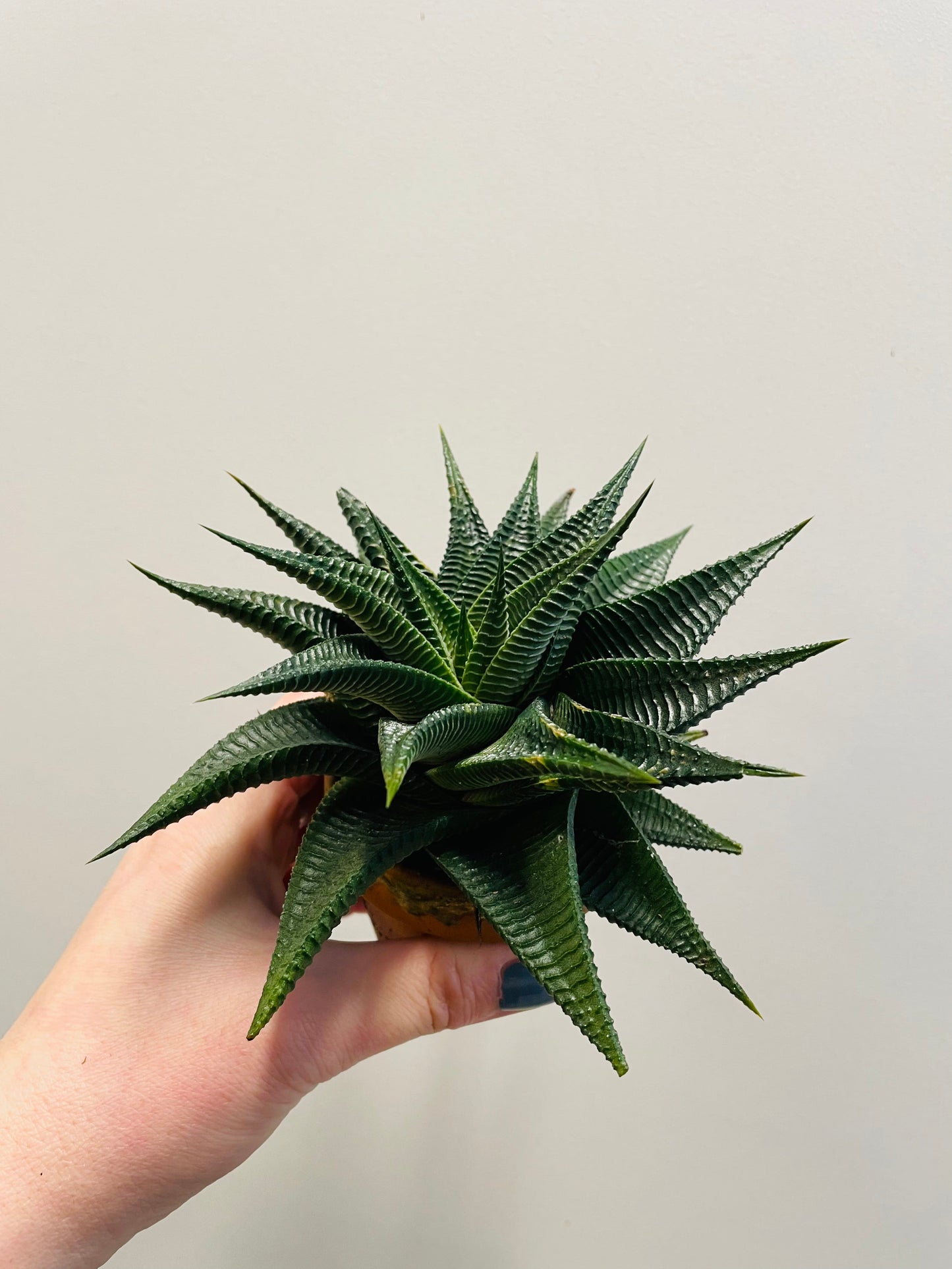 Bilde av Haworthia ‘Twist’ 6 cm potte-Spanne Plantesalg