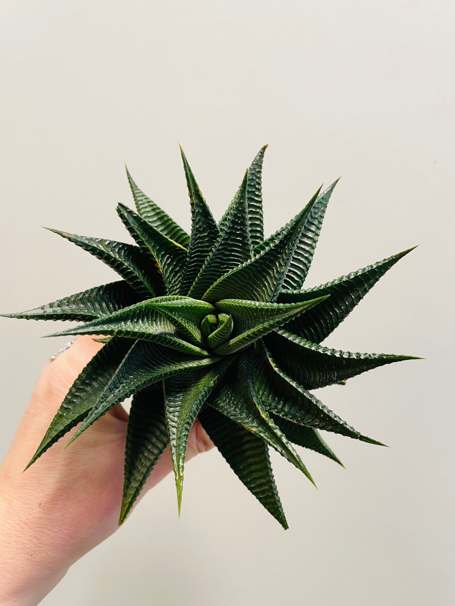 Bilde av Haworthia ‘Twist’ 6 cm potte-Spanne Plantesalg