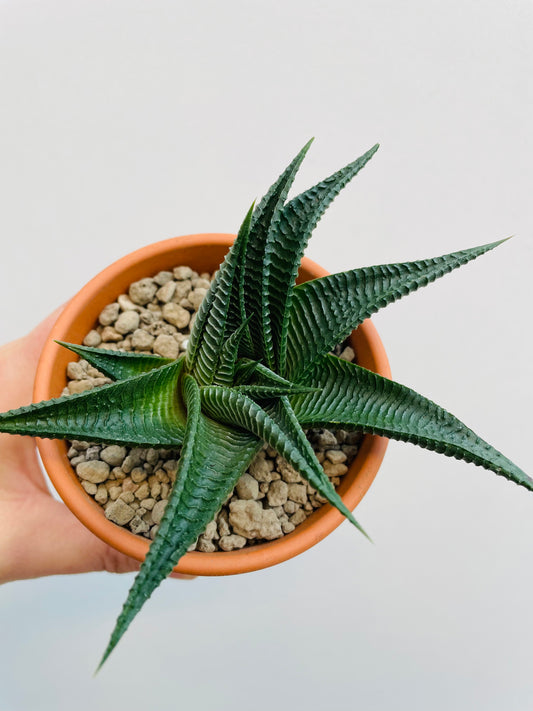 Bilde av Haworthia ‘Twister’-Spanne Plantesalg