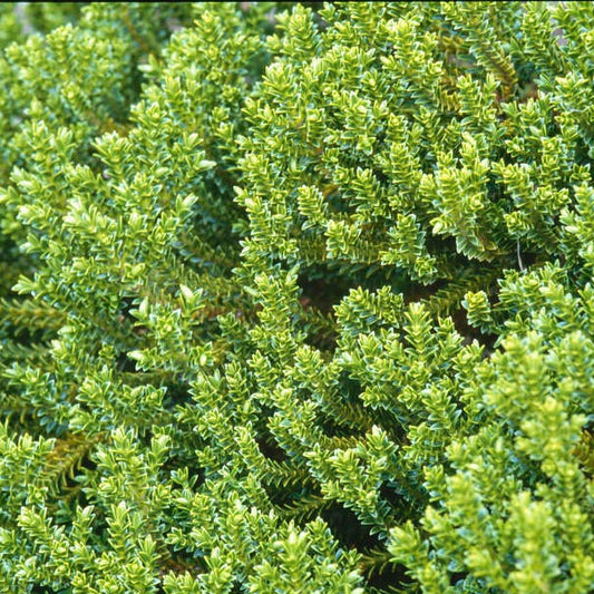 Bilde av Hebe 'Emerald Gem'-Spanne Plantesalg