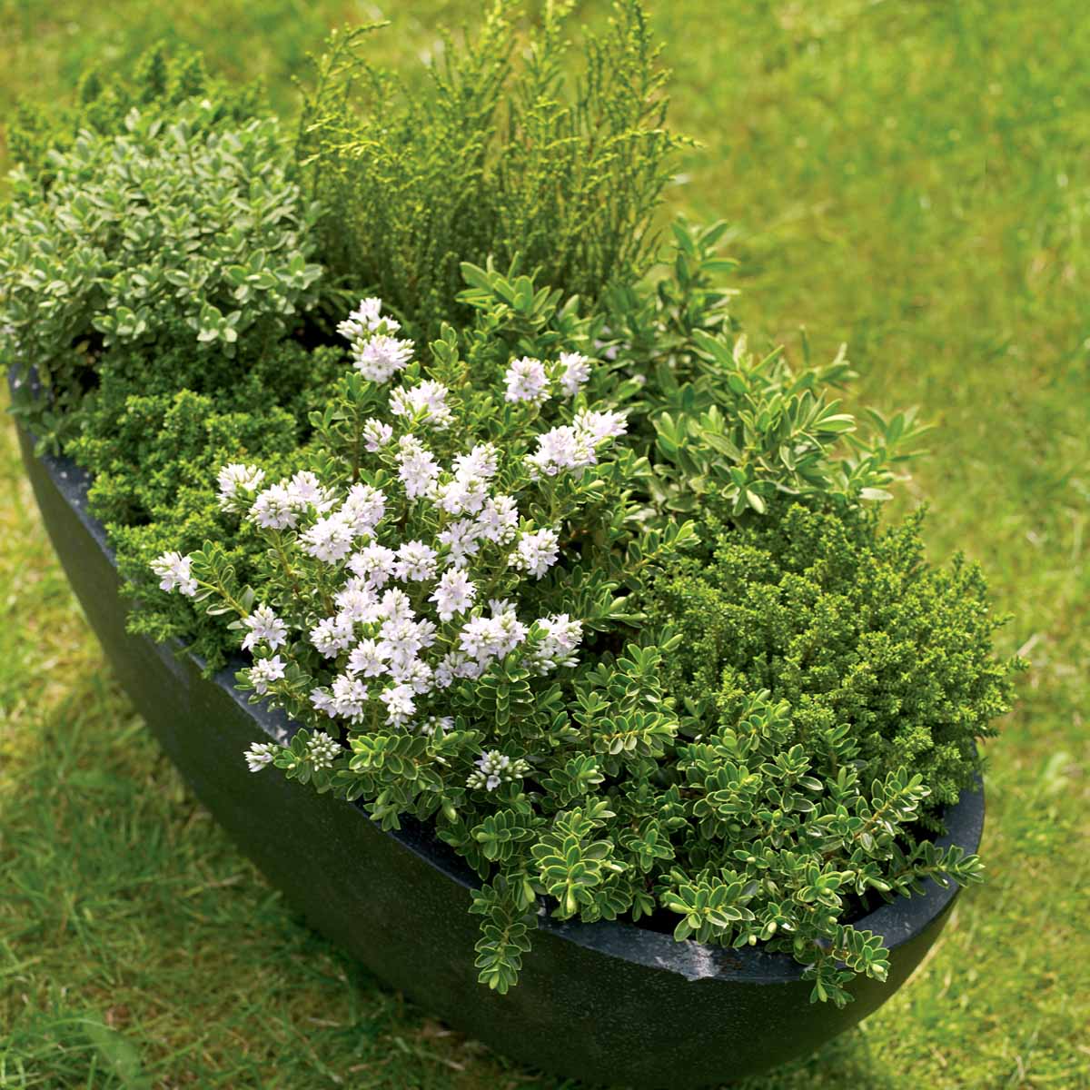 Bilde av Hebe 'Emerald Gem'-Spanne Plantesalg