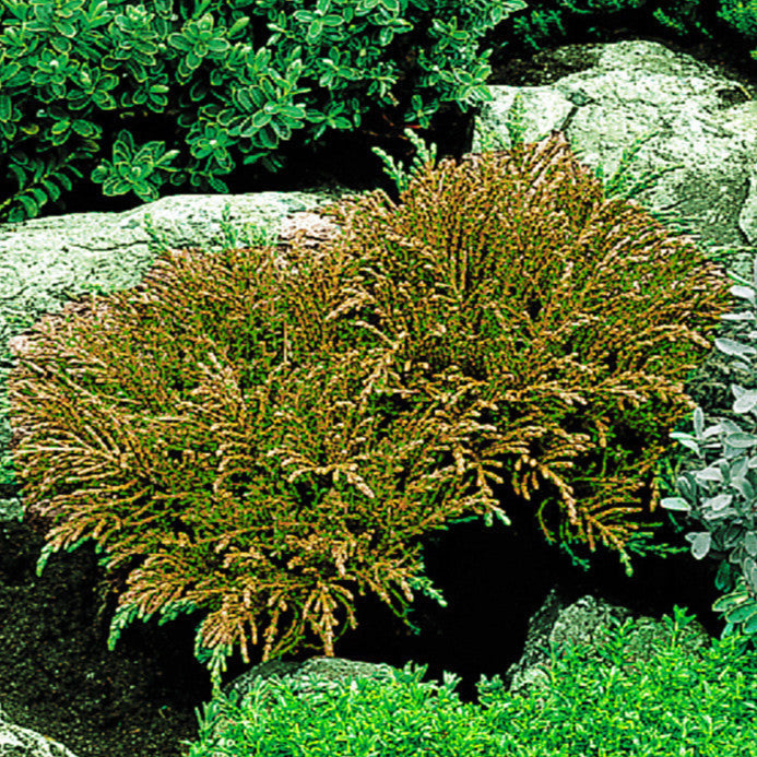 Bilde av Hebe ochracea 'James Stirling'-Spanne Plantesalg