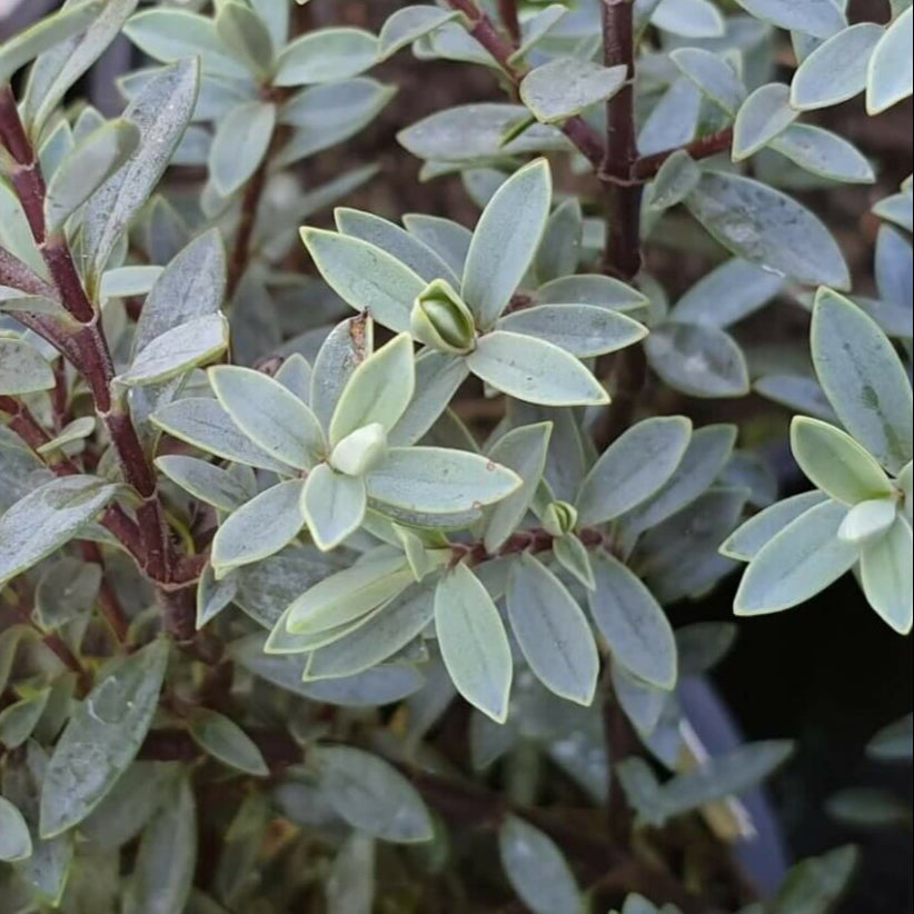 Bilde av Hebe pimeleoides-Spanne Plantesalg