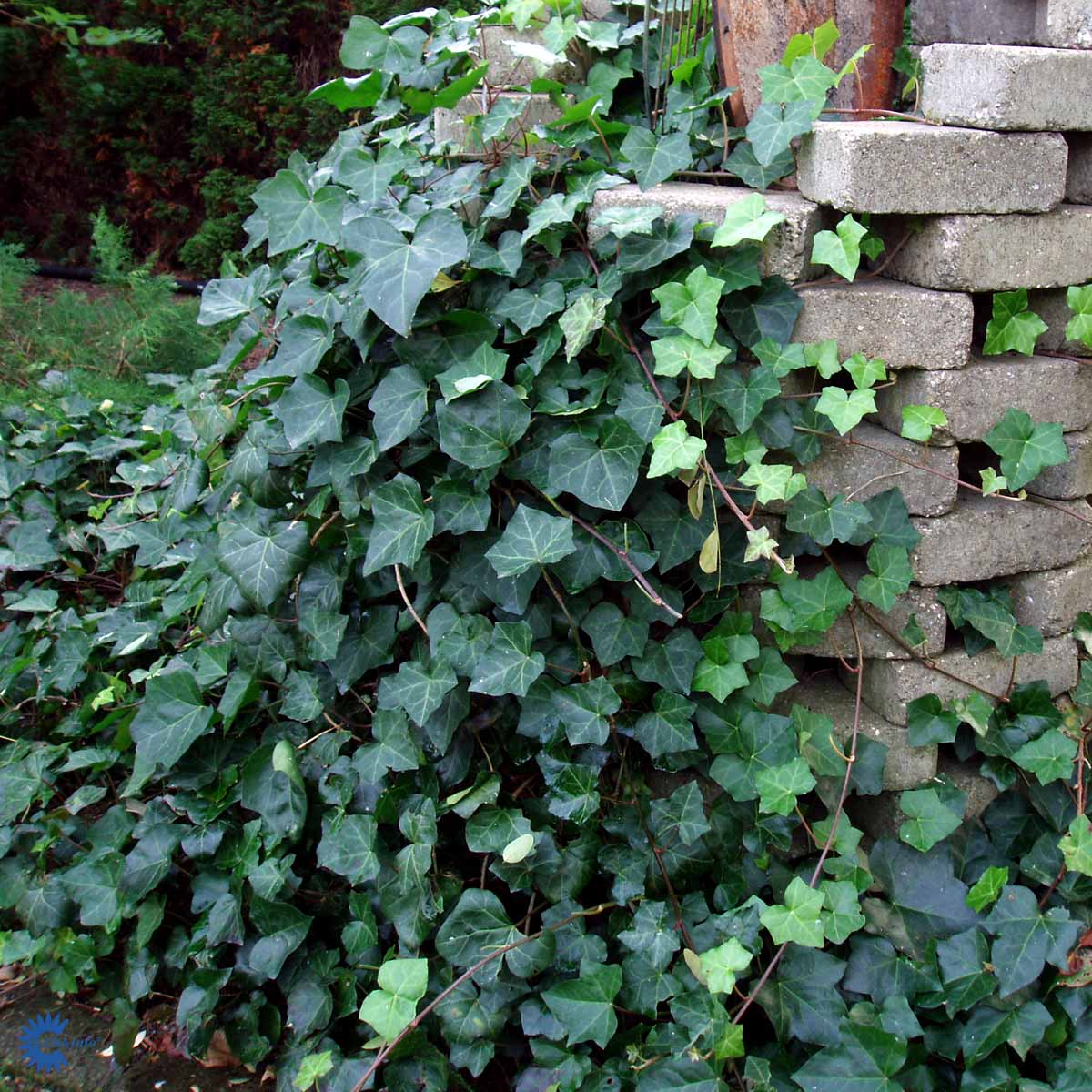 Bilde av Hedera helix 3 L-Spanne Plantesalg