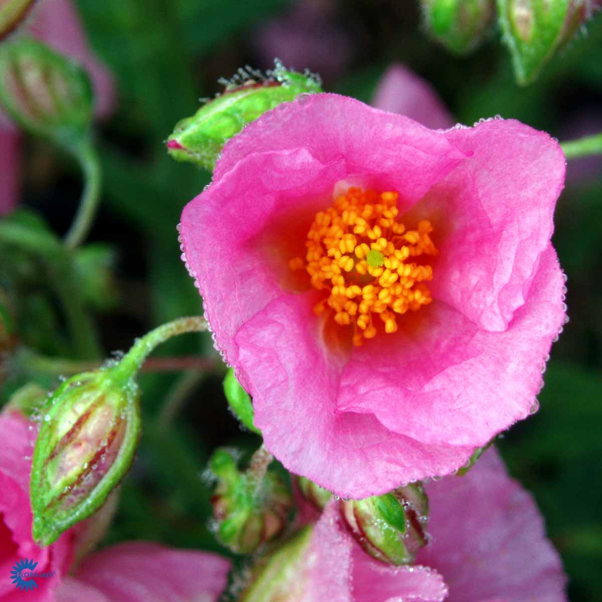 Bilde av Helianthemum 'Lawrenson's Pink'-Spanne Plantesalg