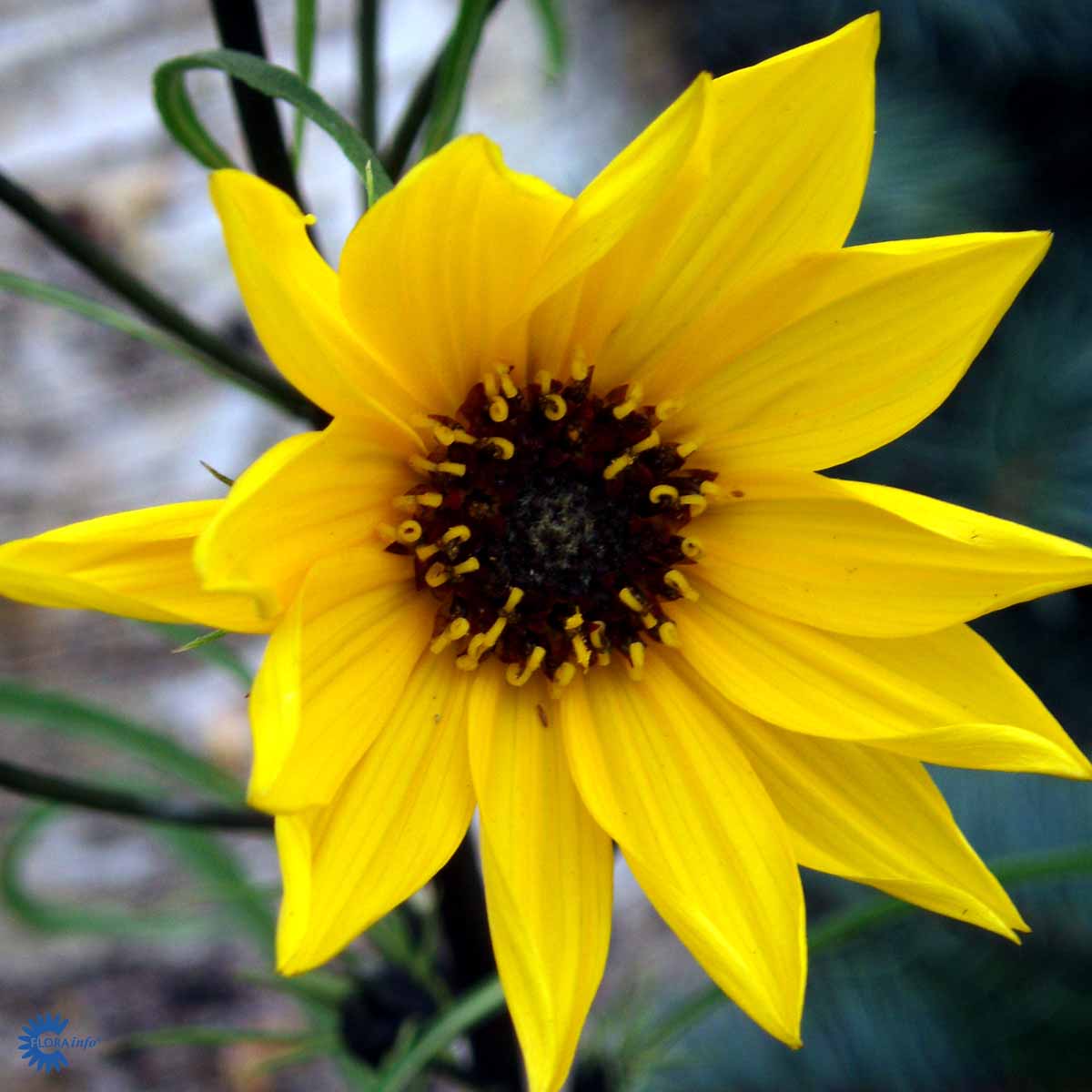 Bilde av Helianthus salicifolius-Spanne Plantesalg