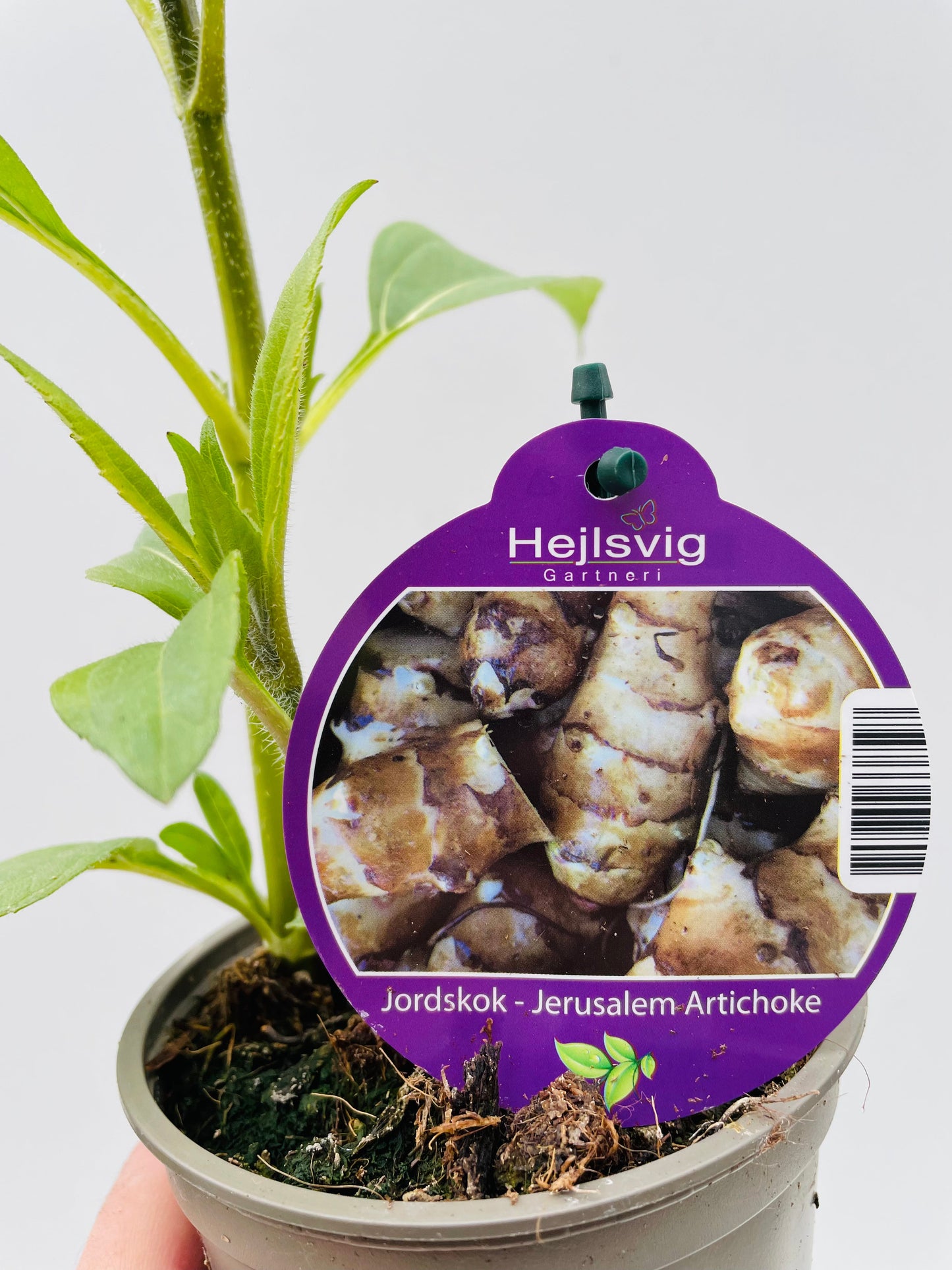 Bilde av Jordskokk 10 cm potte-Spanne Plantesalg