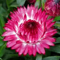 Bilde av Helichrysum bracteatum SiempreViva Deep Pink Pris pr 2 stk-Spanne Plantesalg
