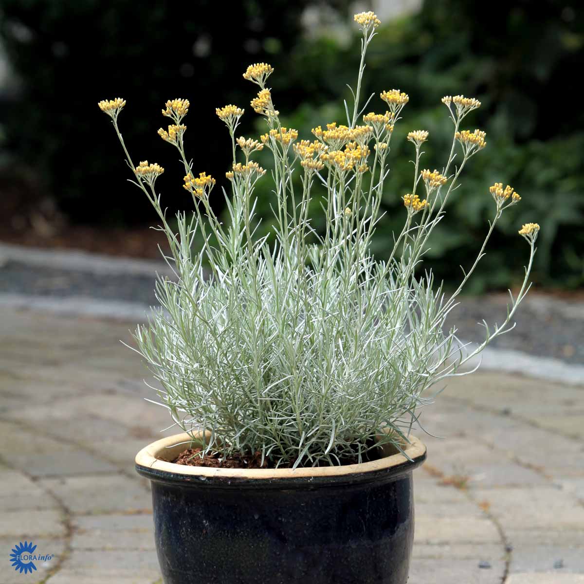Bilde av Helichrysum italicum-Spanne Plantesalg